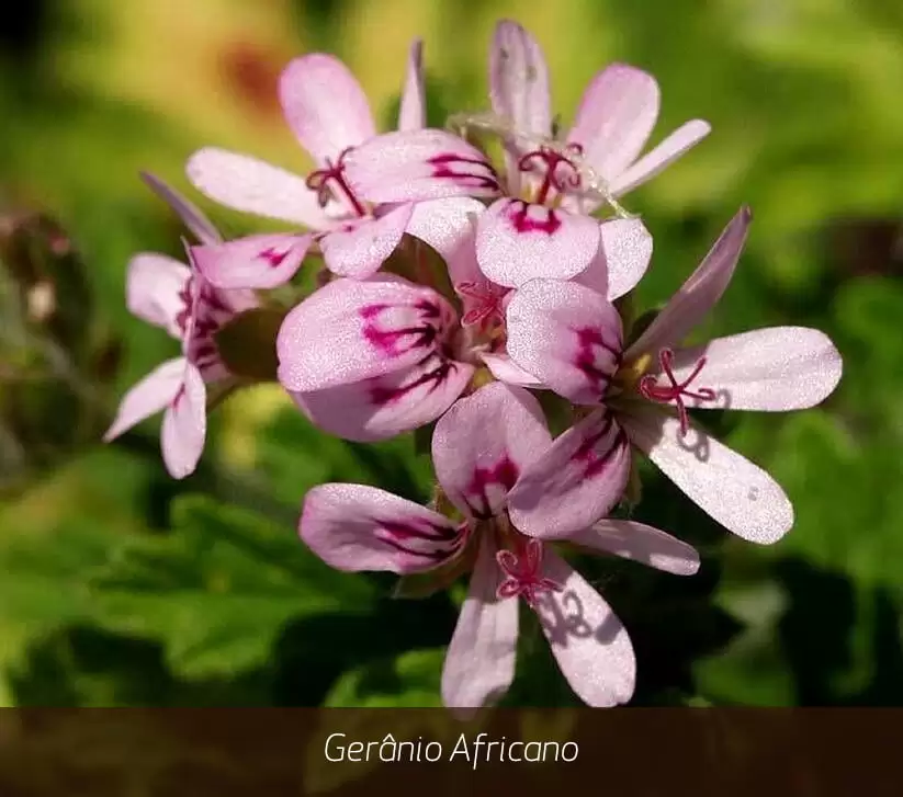 geranium-oil-acne-awesome-famous-brand-oroaroma-natural-geranium-oil-remove-relieve-pain-acne-of-geranium-oil-acne-1.jpg